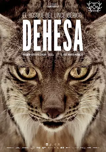 Dehesa, el bosque del lince ibrico