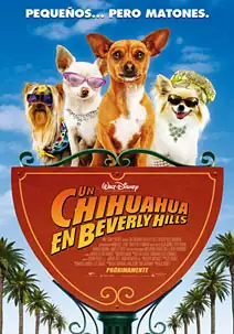 Un chihuahua en Beverly Hills