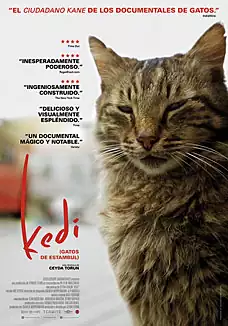 Pelicula Kedi Gatos de Estambul VOSE, documental, director Ceyda Torun